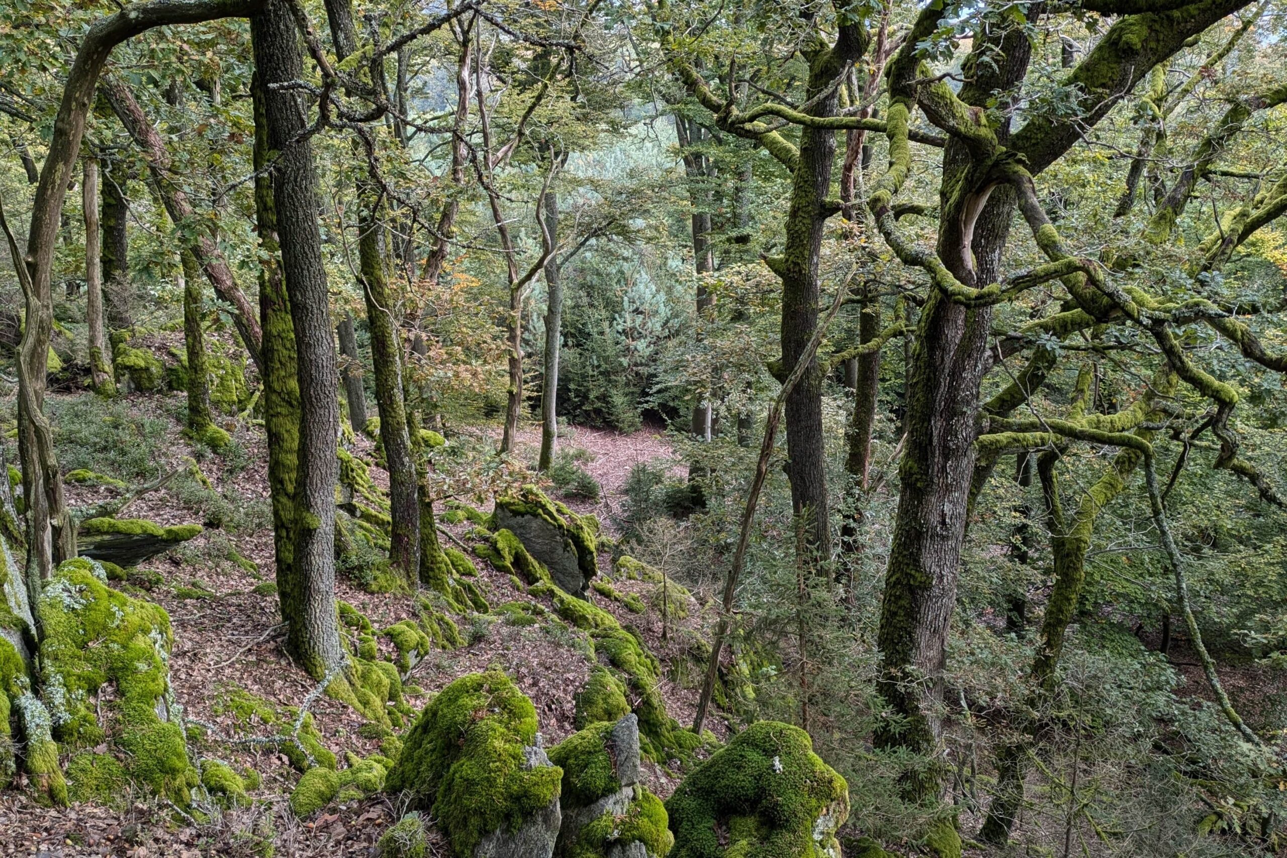 Herbstwald mit moosbewachsenen Steinen