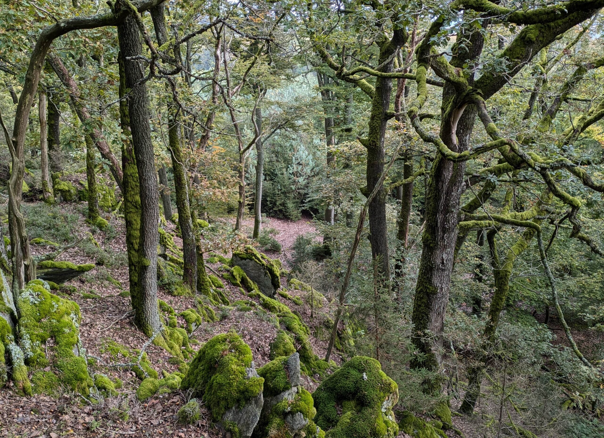 Herbstwald mit moosbewachsenen Steinen