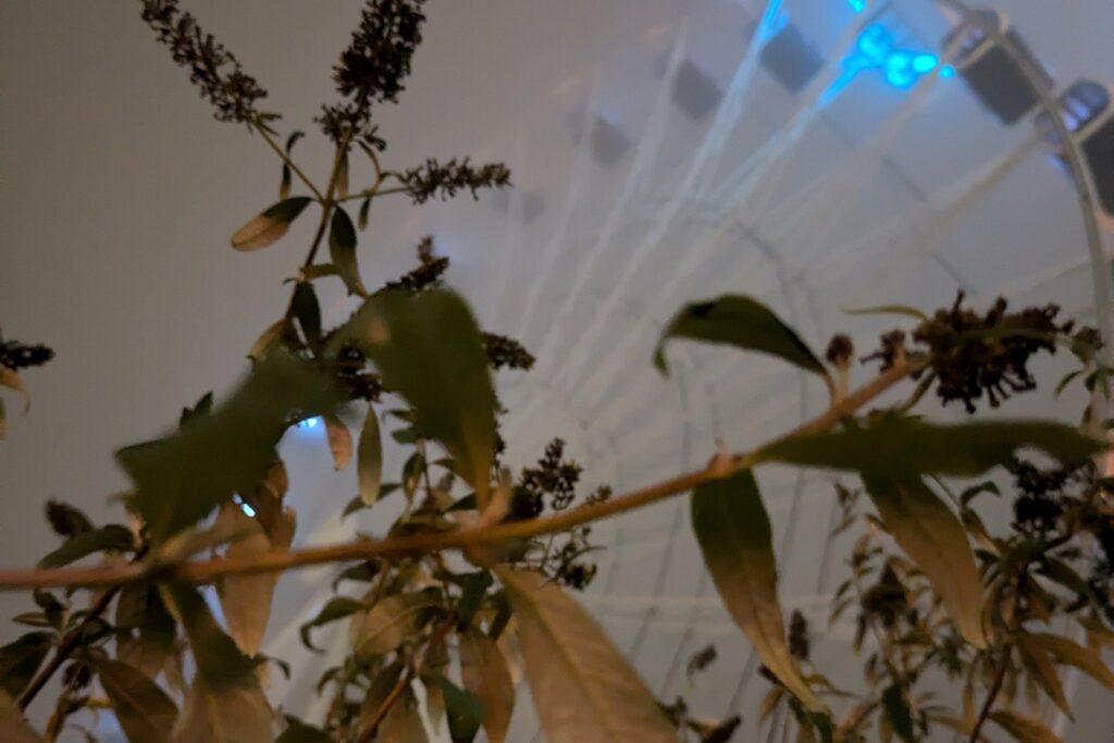 Blick auf ein Riesenrad im Nebel im Hintergrund. Davor ein Ast mit verwelkten Blättern.