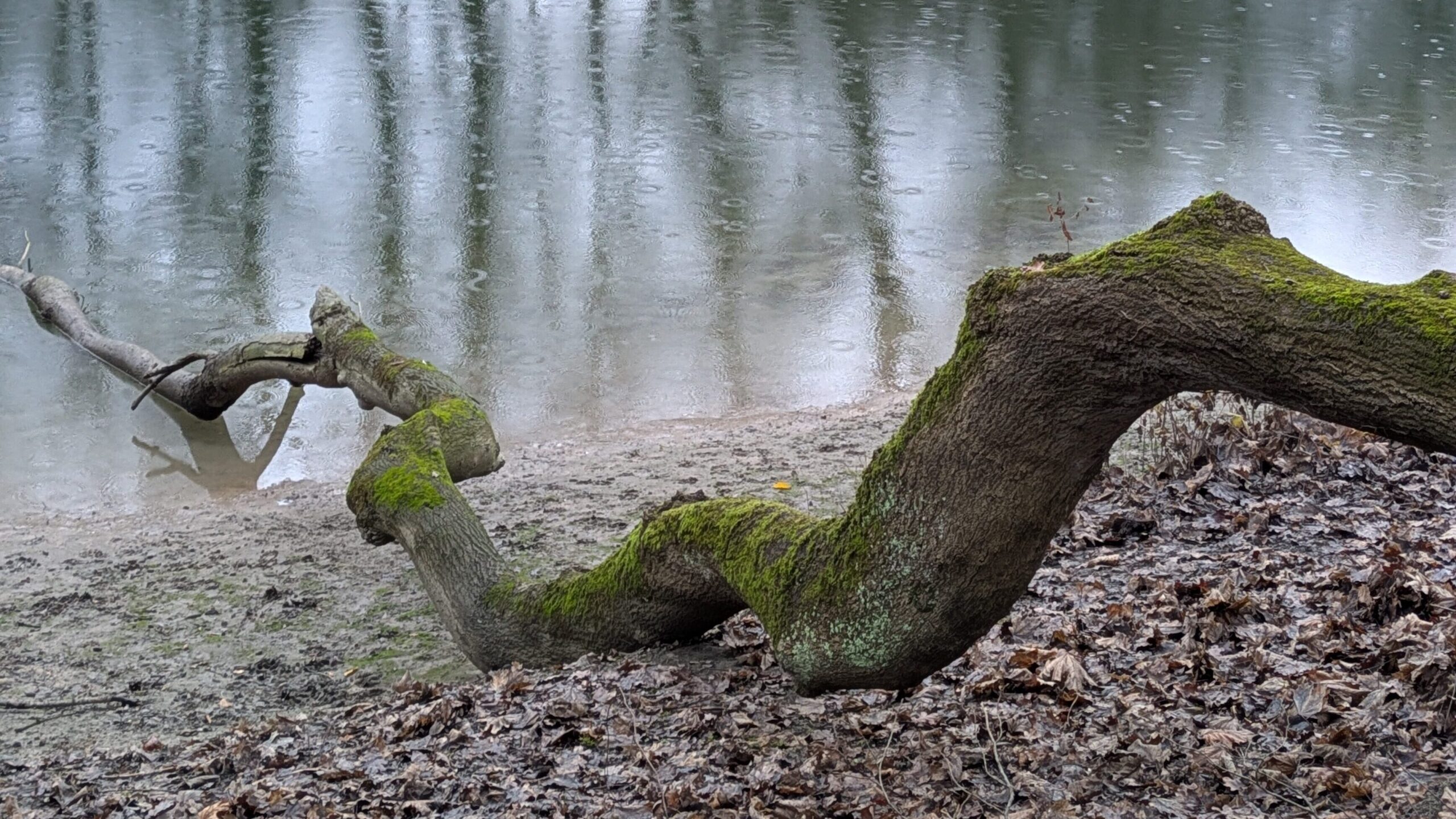 Bewaldeter Flussarm mit Regentropfen auf dem Wasser und Baumstamm mit Moos im Vordergrund. Ein blaues Boot liegt ruhig da.