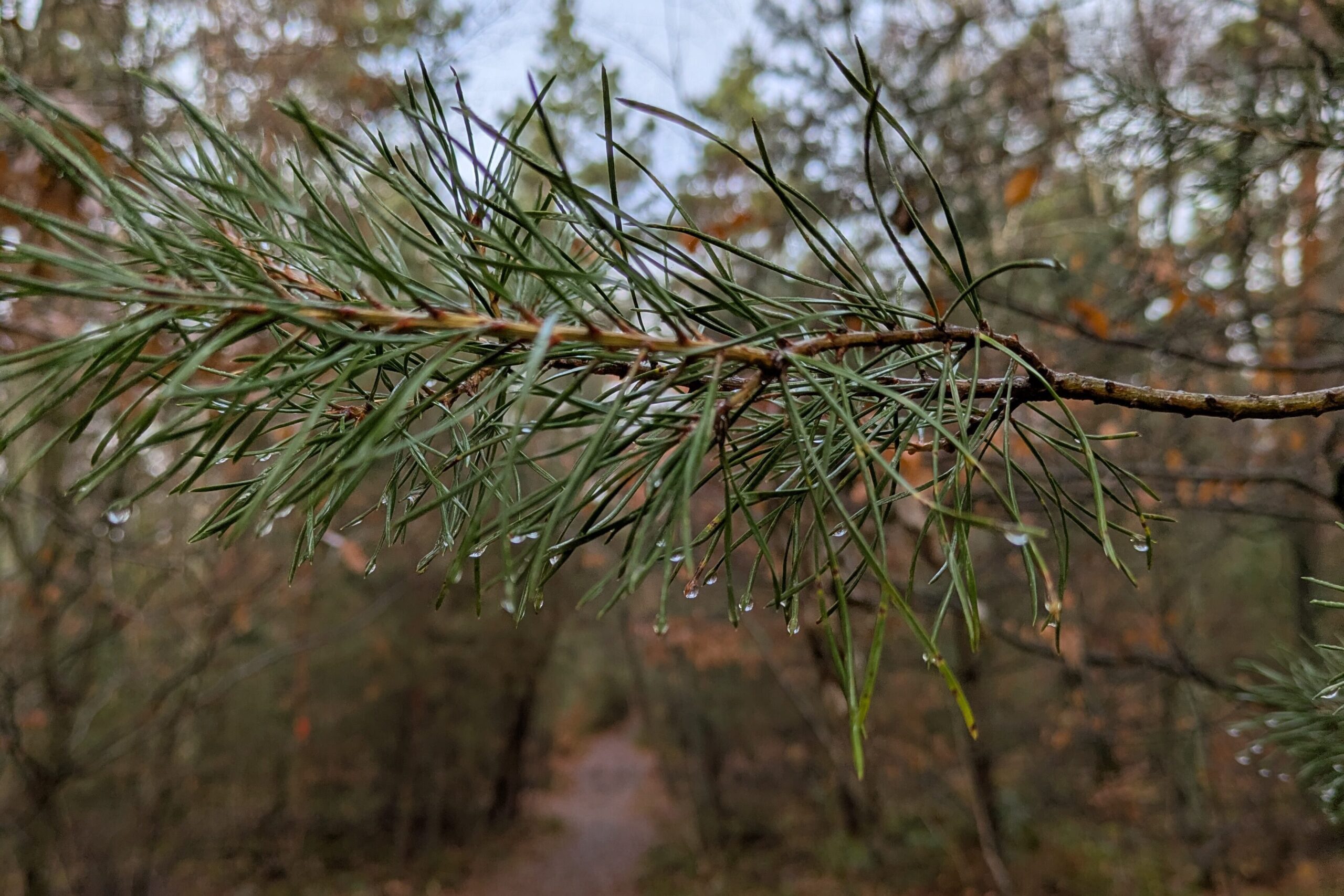 Fichtenzweig im herbstlichen Wald. Es hängen Wassertropfen daran.