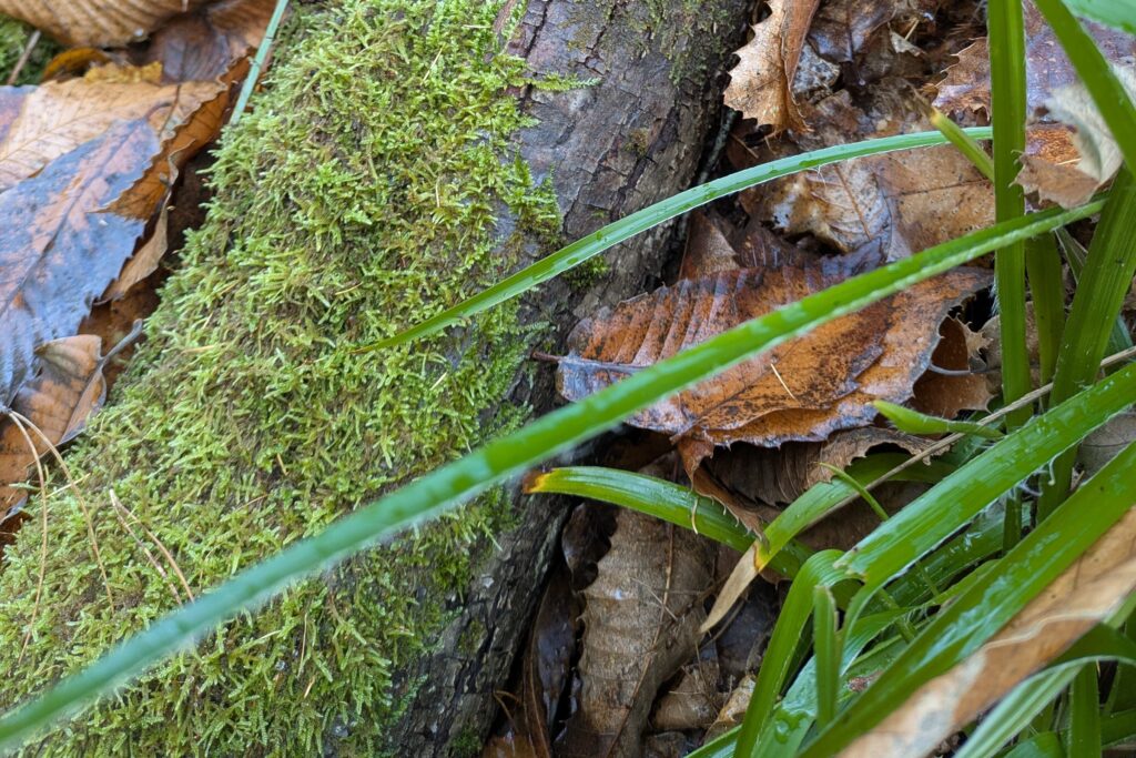 Nasser Waldboden mit braun-roten Blättern und einem moosbewachsenen Stamm