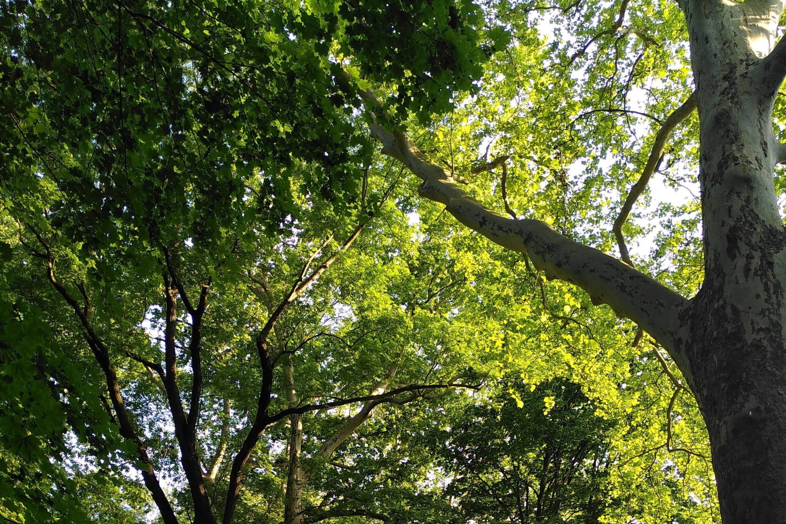 Waldweg mit Licht, das durch die grünen Bäume bricht