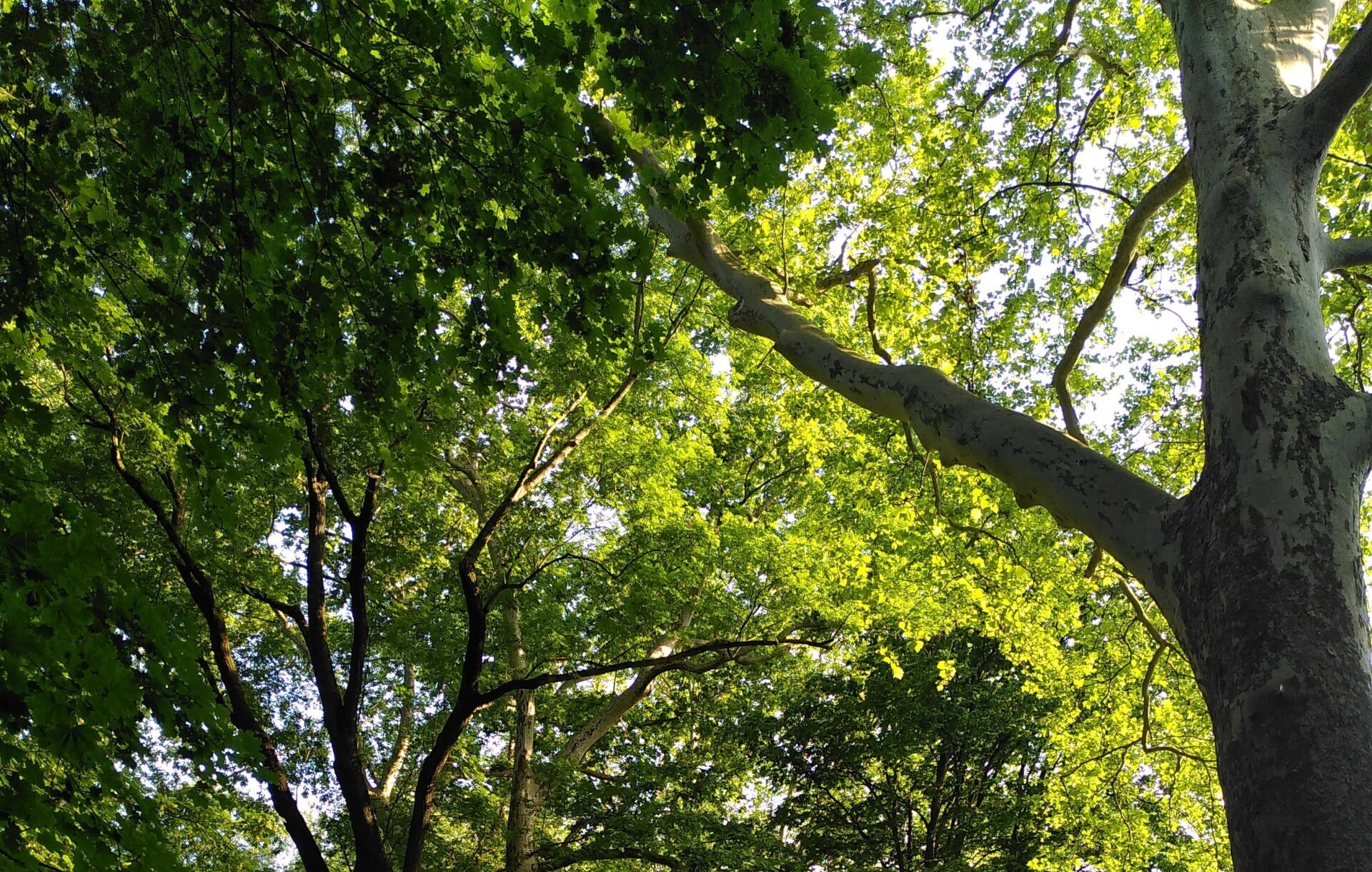 Waldweg mit Licht, das durch die grünen Bäume bricht